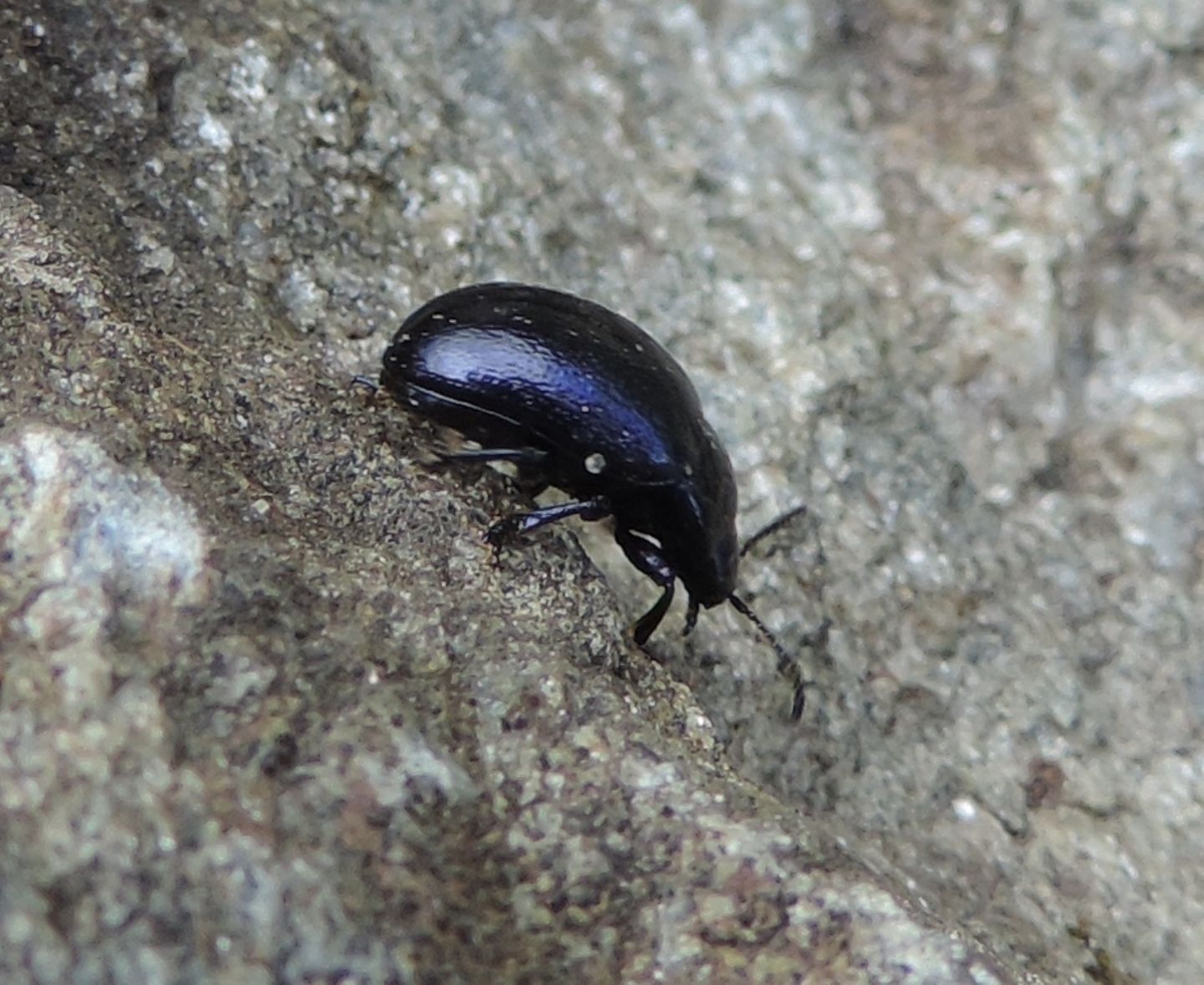 Chrysomelidae: Chrysolina sp.