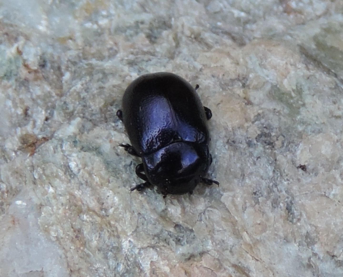 Chrysomelidae: Chrysolina sp.