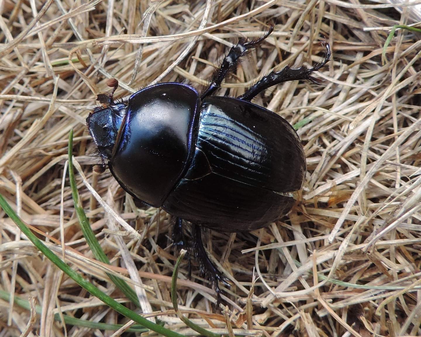 Quale Geotrupidae? Geotrupes stercorarius