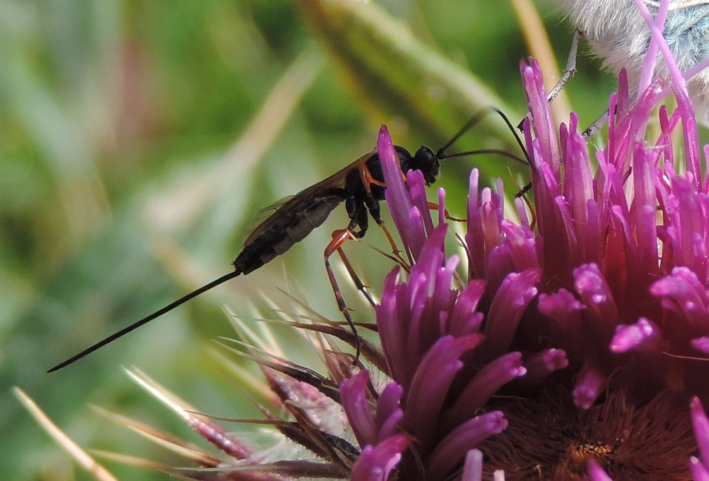 Ichneumonidae o Braconidae? Ichneumonidae: cfr. Scambus sp.