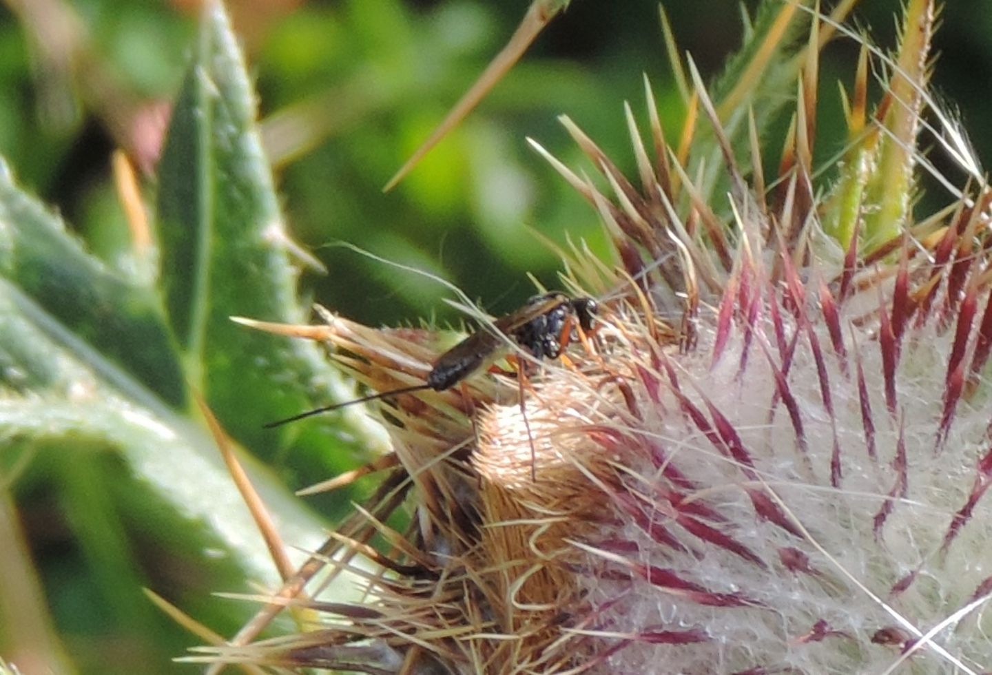 Ichneumonidae o Braconidae? Ichneumonidae: cfr. Scambus sp.