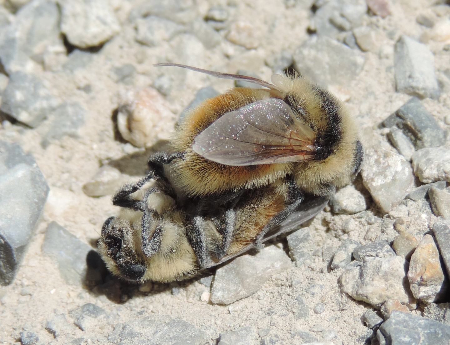 Oestridae in lotta?