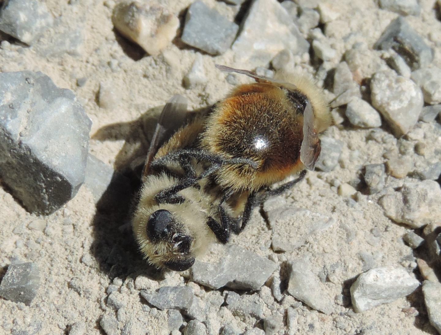 Oestridae in lotta?