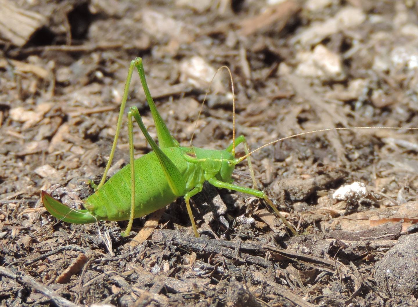 Quale Leptophyes? Leptophyes laticauda