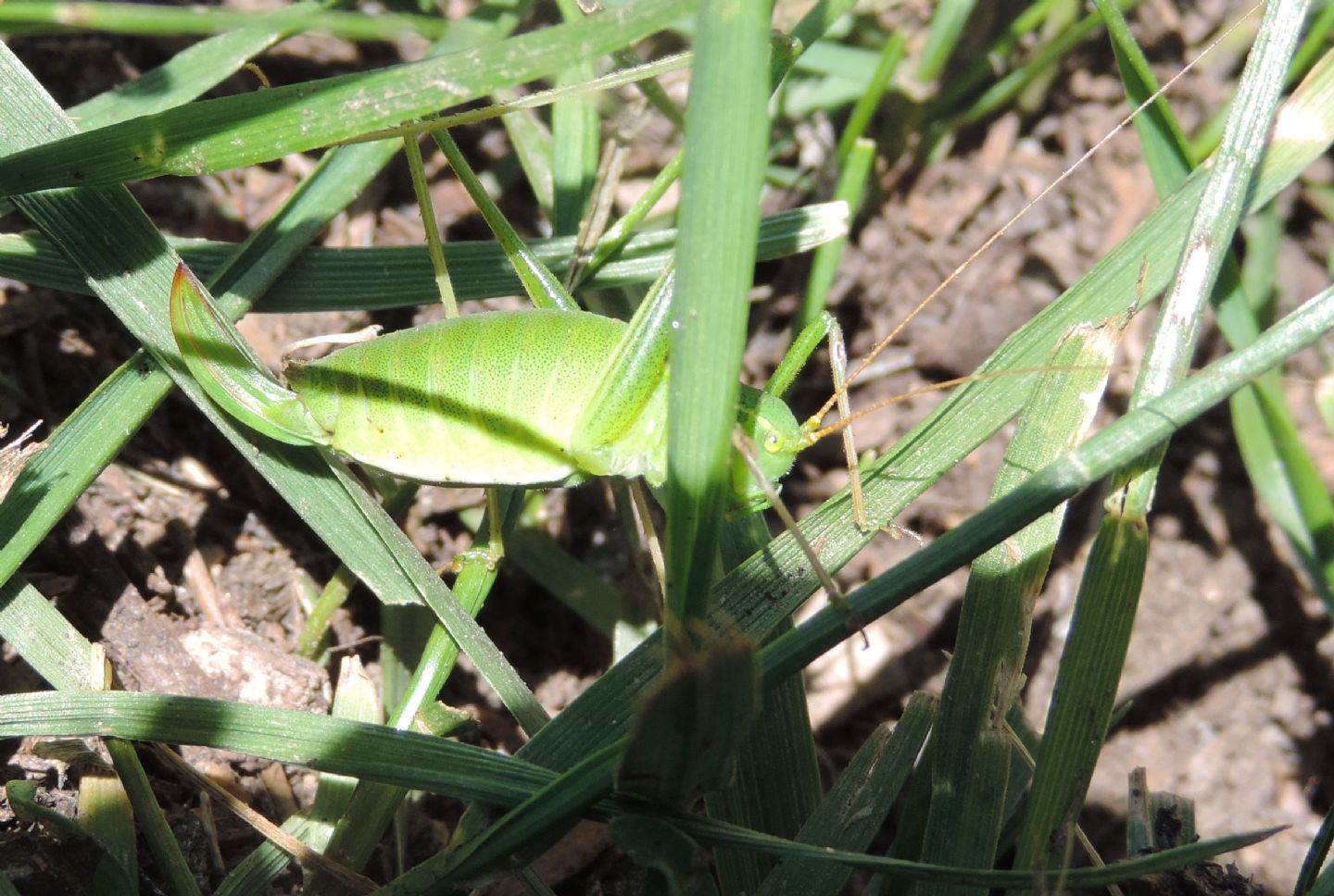 Quale Leptophyes? Leptophyes laticauda