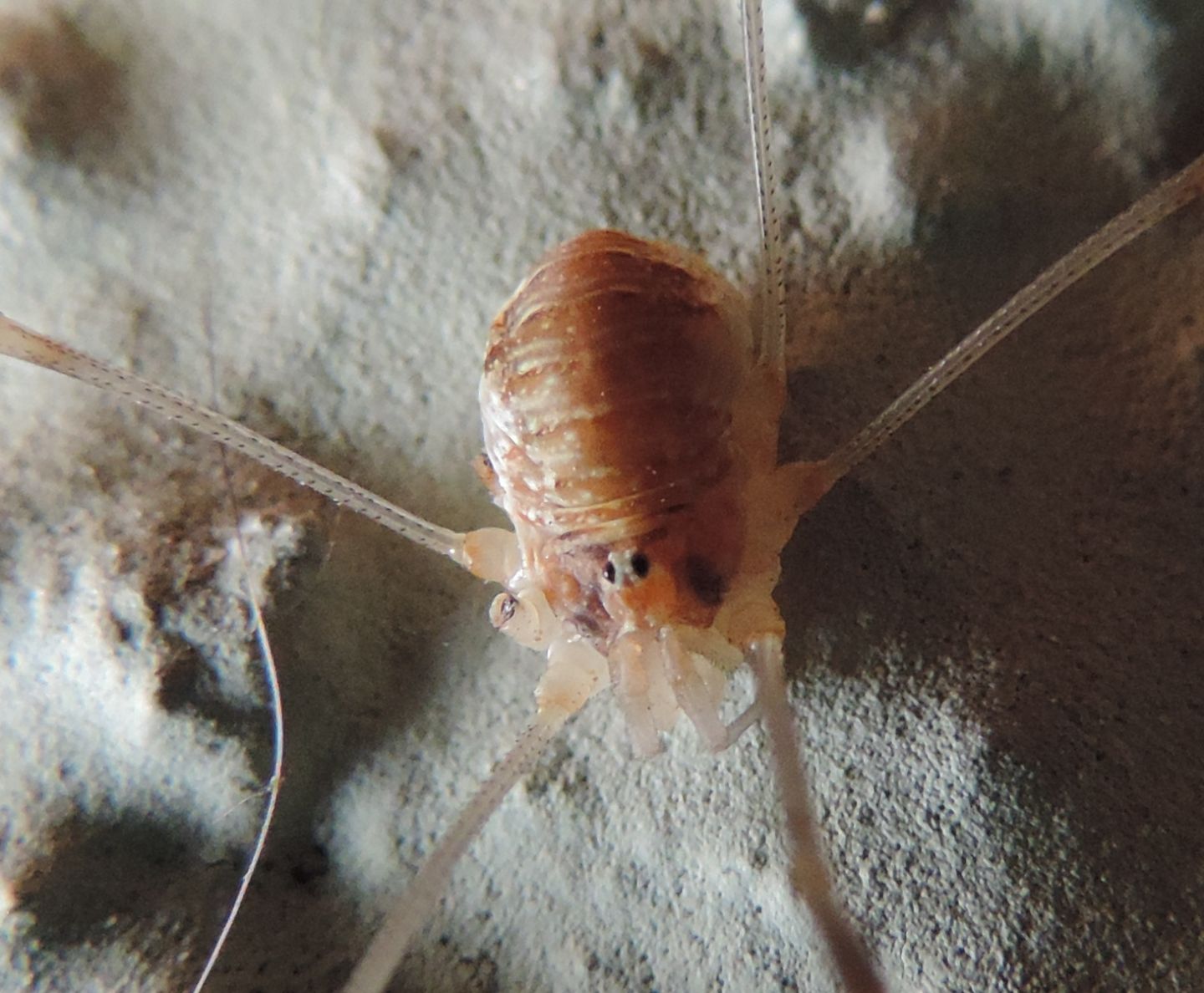 Opilio canestrinii (Phalangiidae)