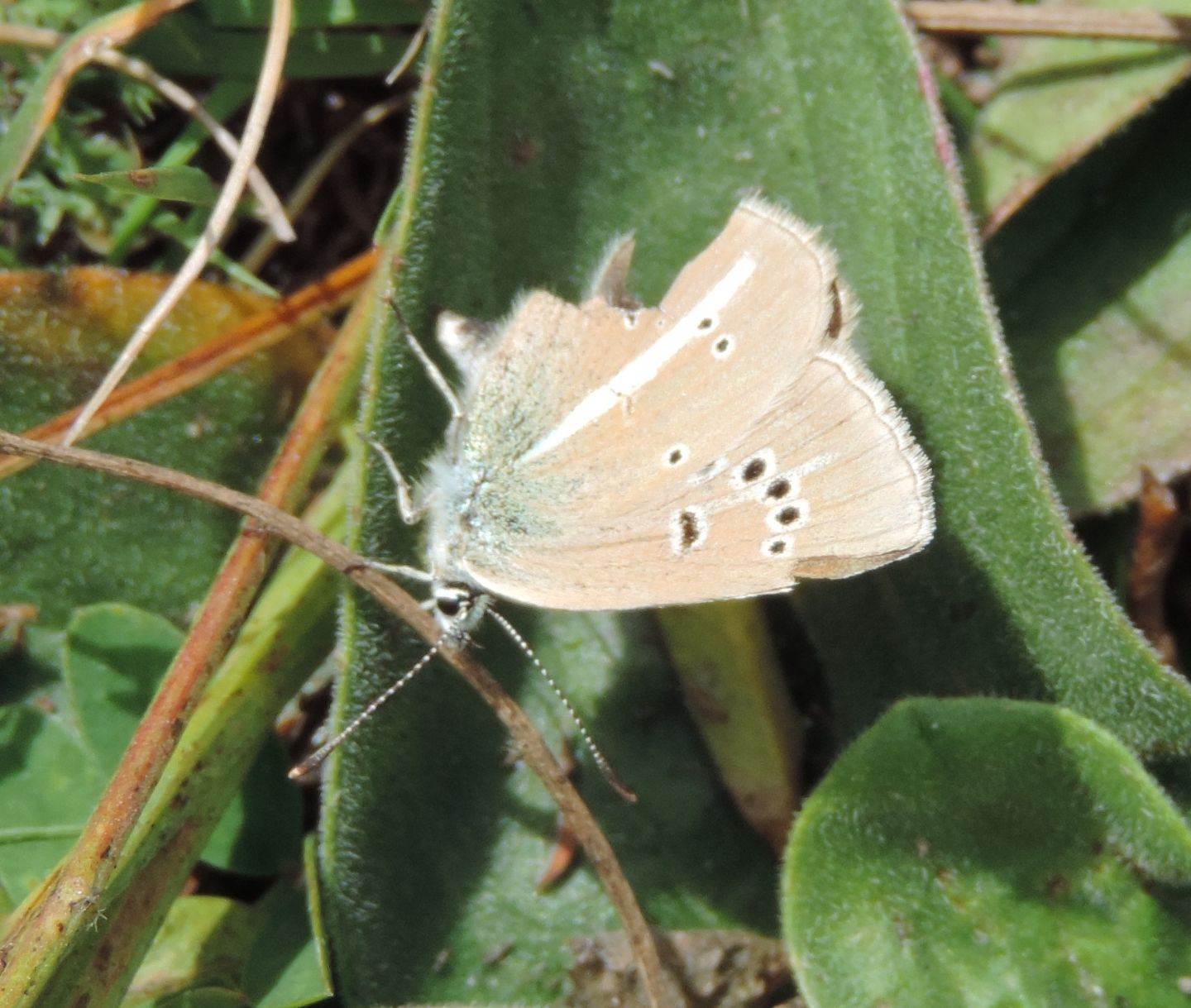 Polyommatus damon?  S !