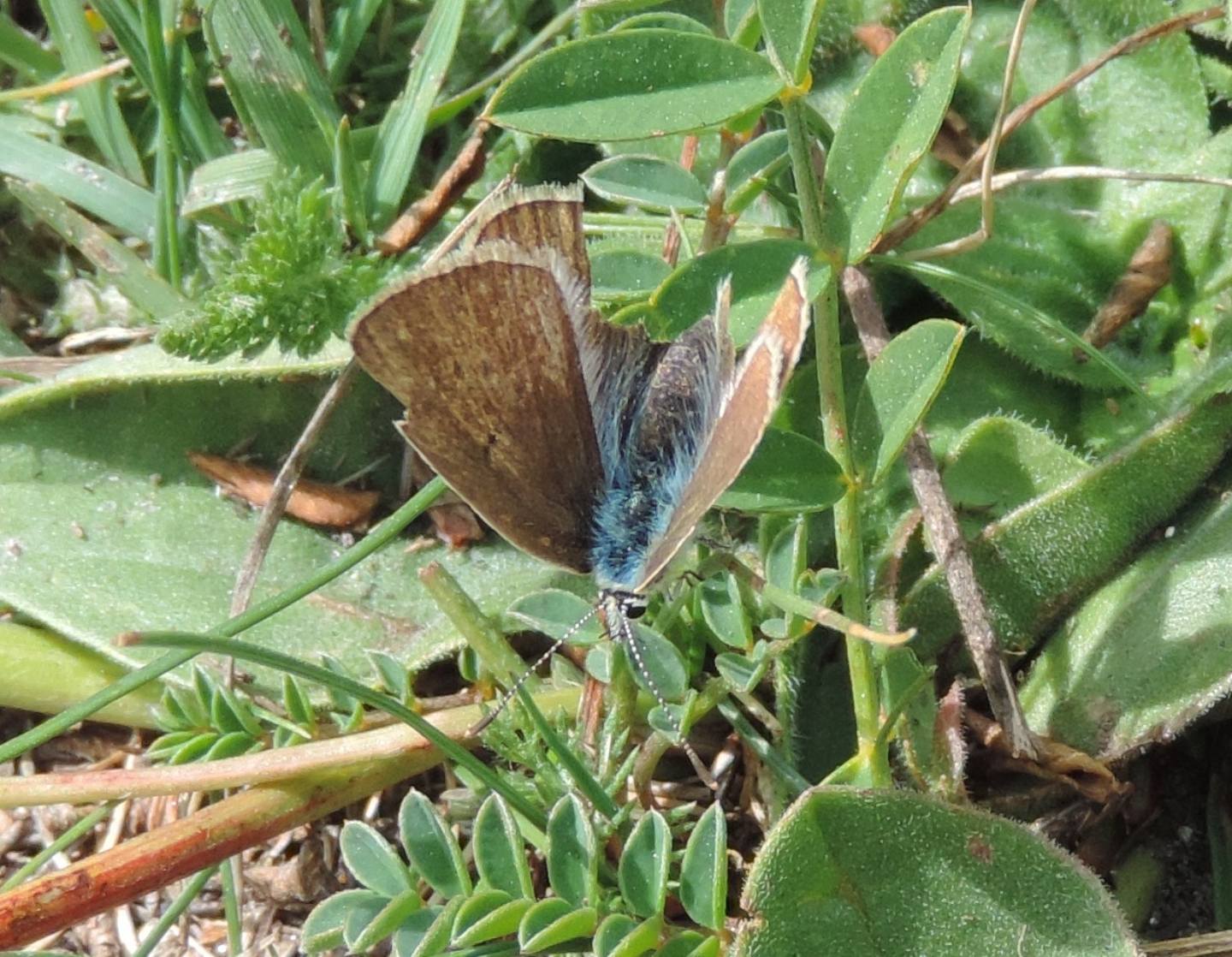 Polyommatus damon?  S !