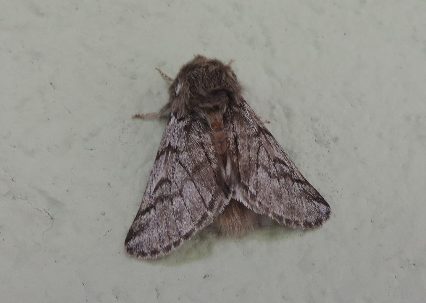 Processionaria del pino?  Sì, Thaumetopoea pityocampa (Notodontidae)
