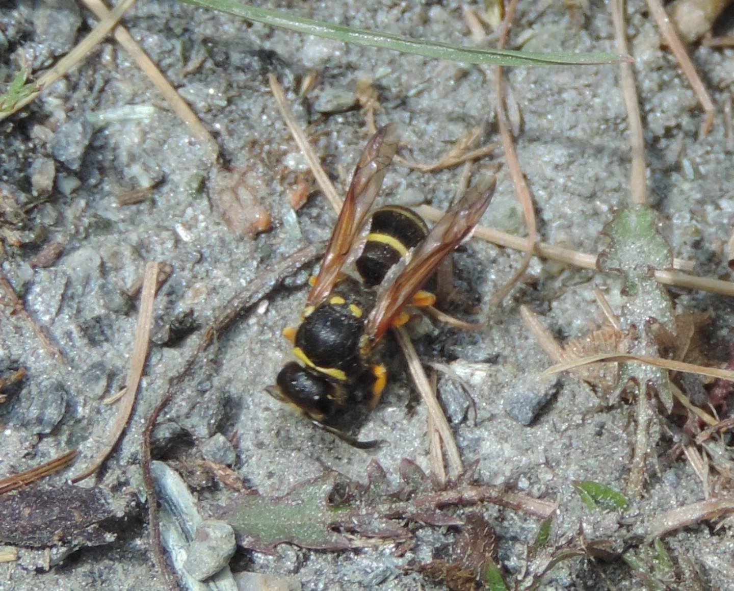 Vespidae Vespinae?   No, Vespidae Eumeninae...