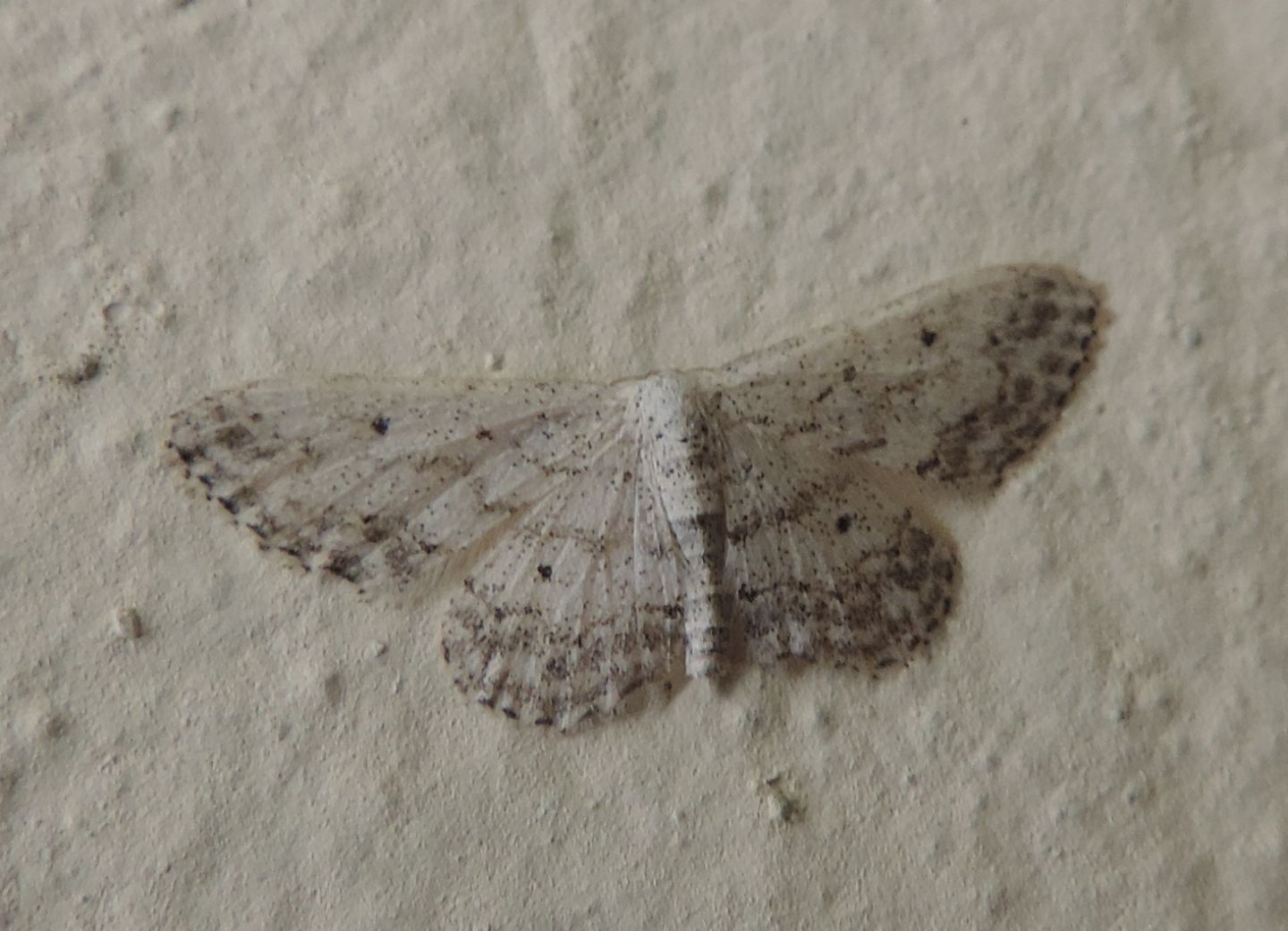 Geometridae - Idaea seriata? S