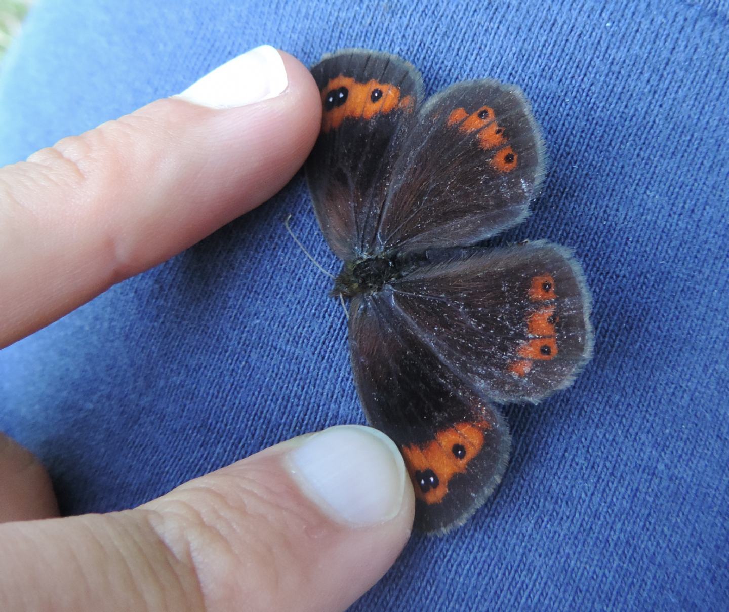 Erebia neoridas? S