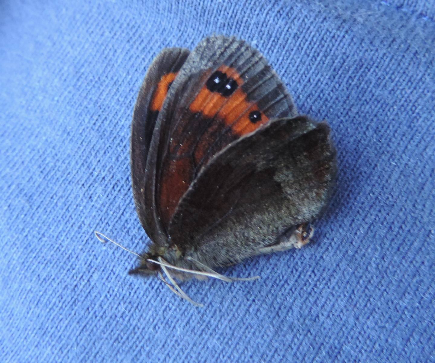 Erebia neoridas? S