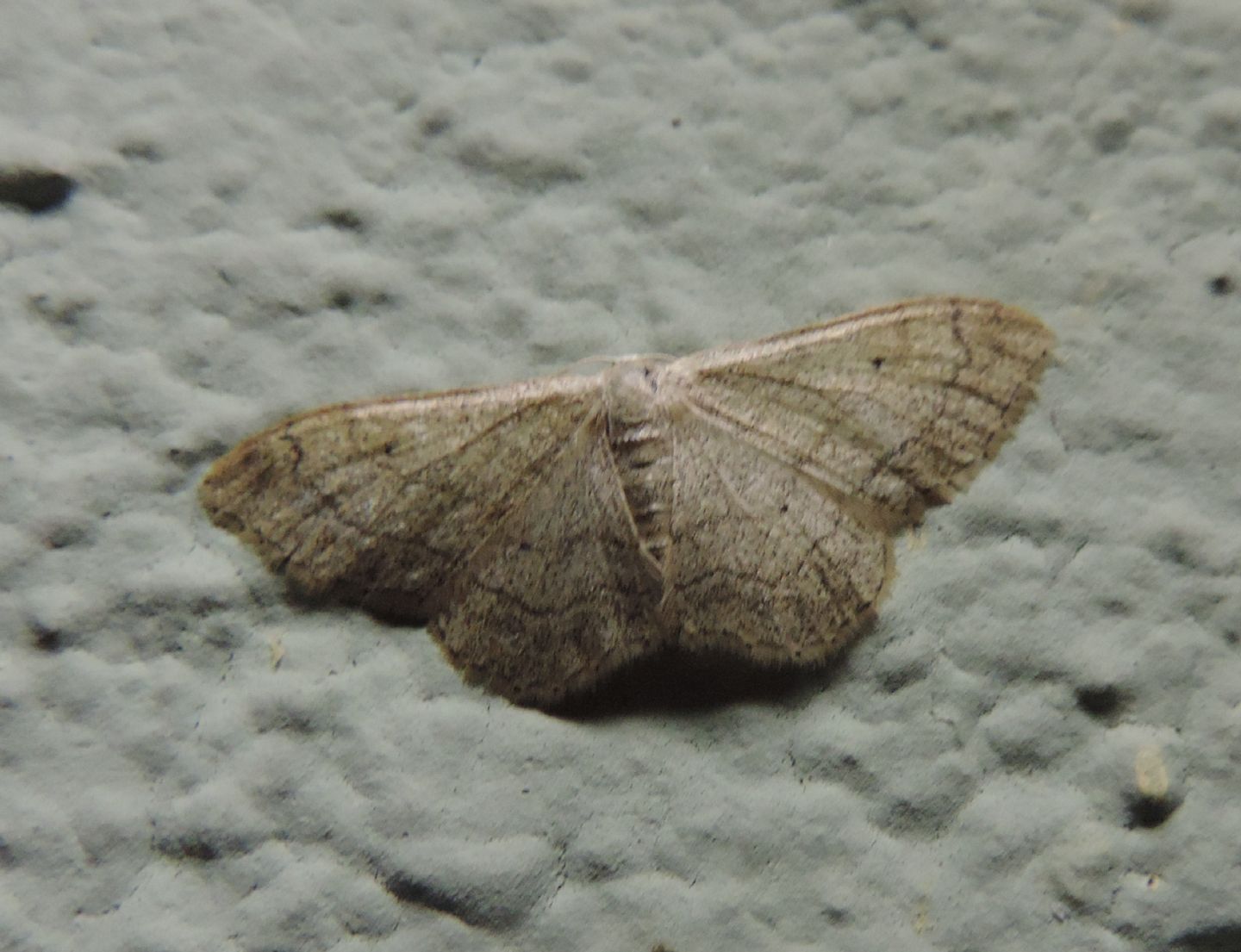 Idaea aversata?