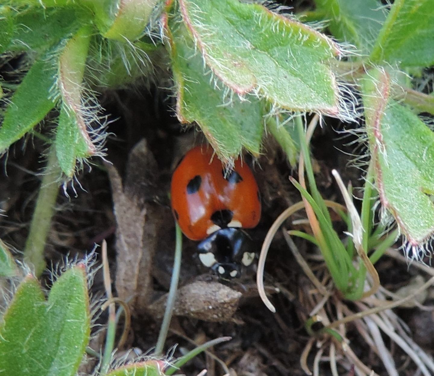 Finalmente Coccinella magnifica? S.