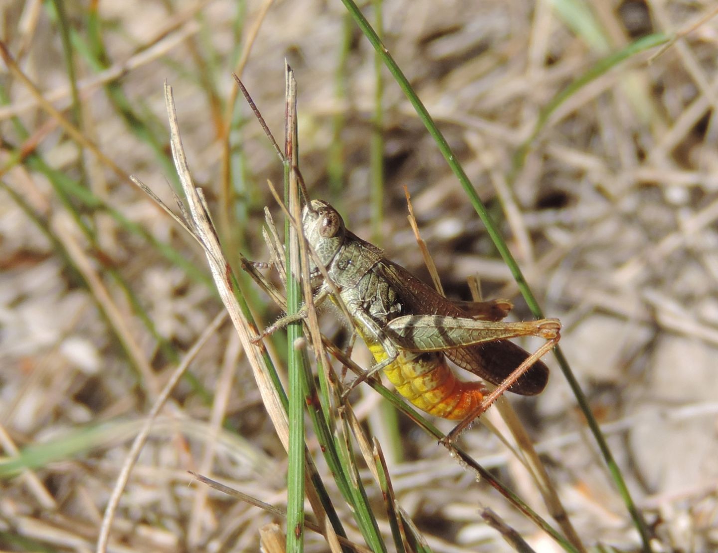 4 specie di Chorthippus (Glyptobothrus) da Salbertrand