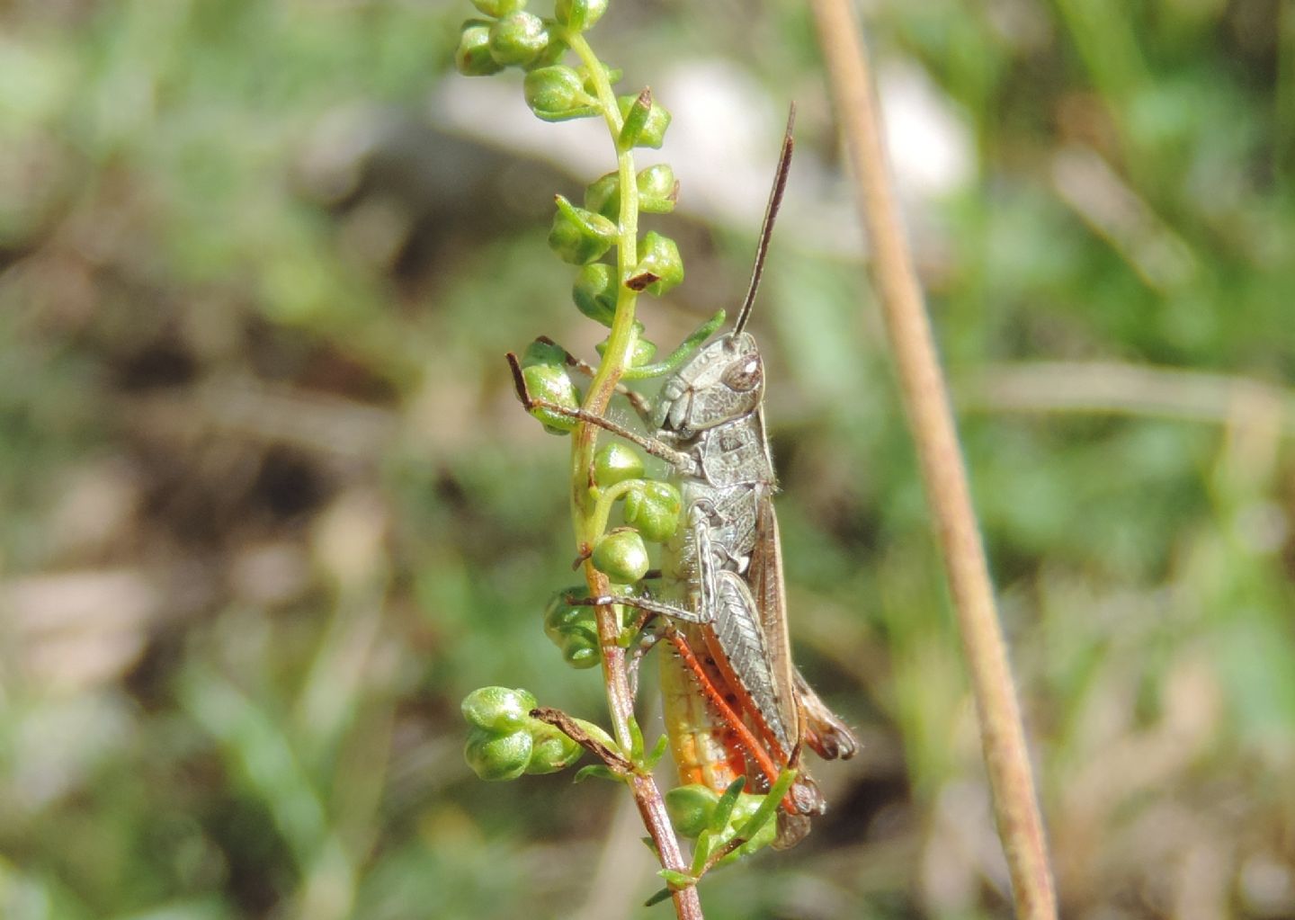 4 specie di Chorthippus (Glyptobothrus) da Salbertrand