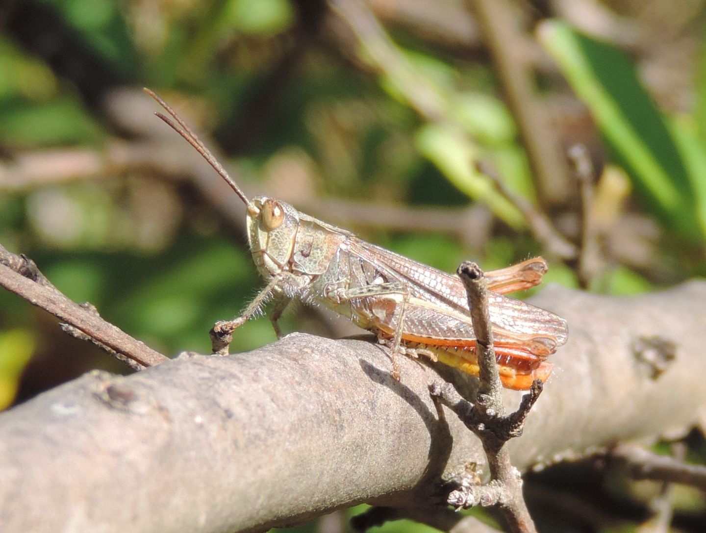 4 specie di Chorthippus (Glyptobothrus) da Salbertrand