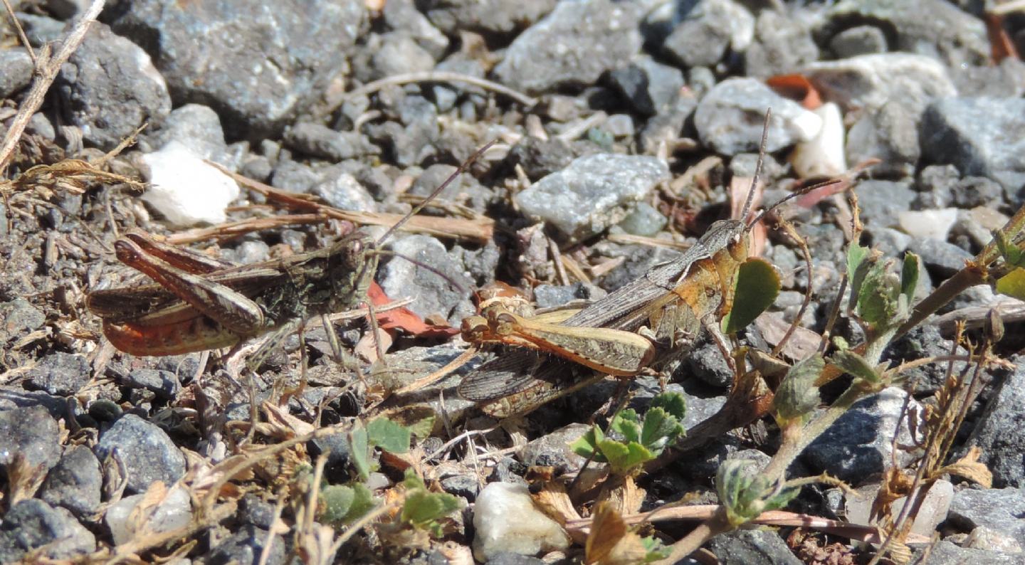 4 specie di Chorthippus (Glyptobothrus) da Salbertrand