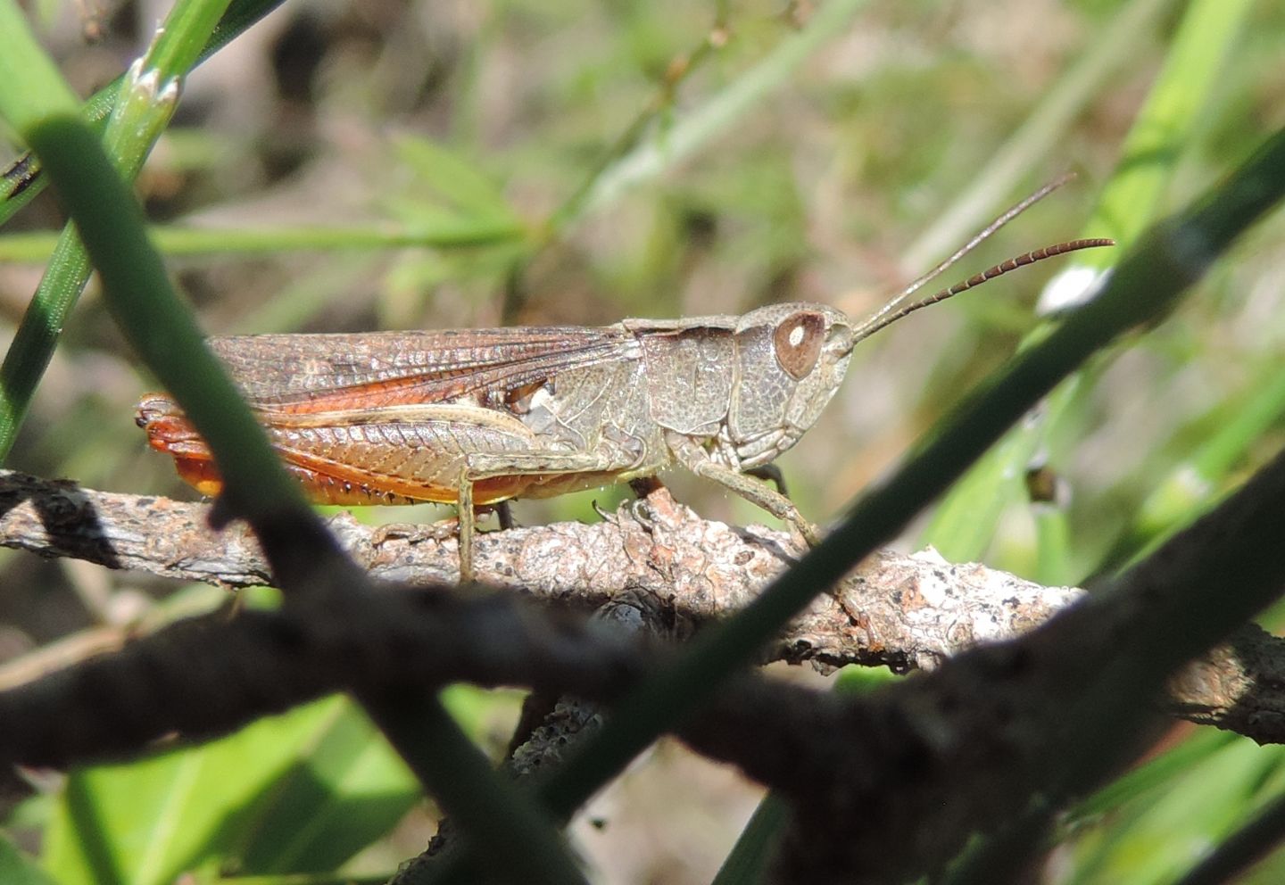 4 specie di Chorthippus (Glyptobothrus) da Salbertrand