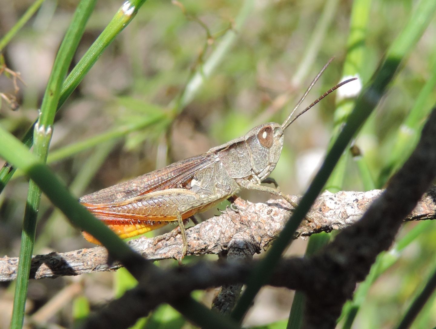 4 specie di Chorthippus (Glyptobothrus) da Salbertrand