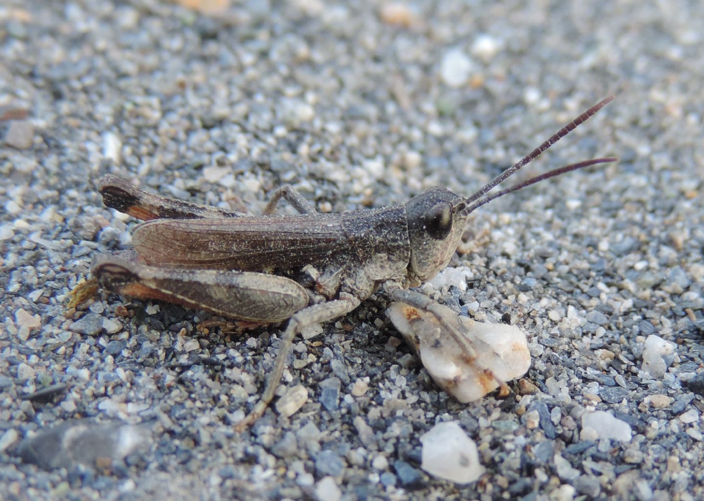 4 specie di Chorthippus (Glyptobothrus) da Salbertrand