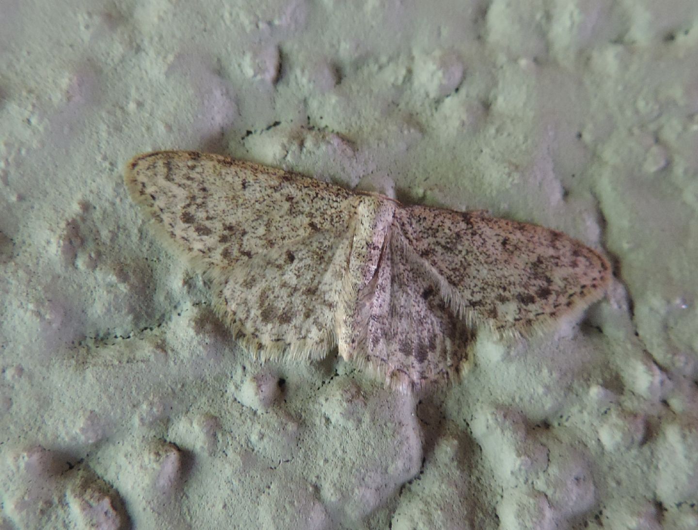 Idaea typicata?  S...