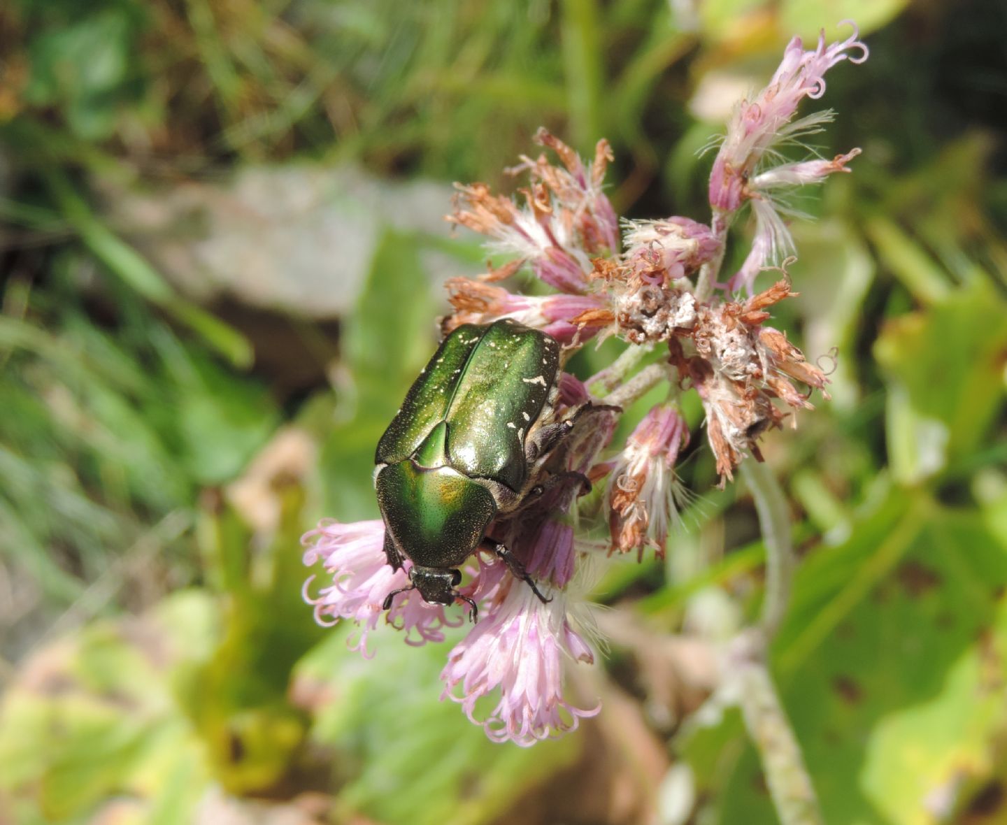 Cetoniidae: Protaetia cuprea ssp. metallica