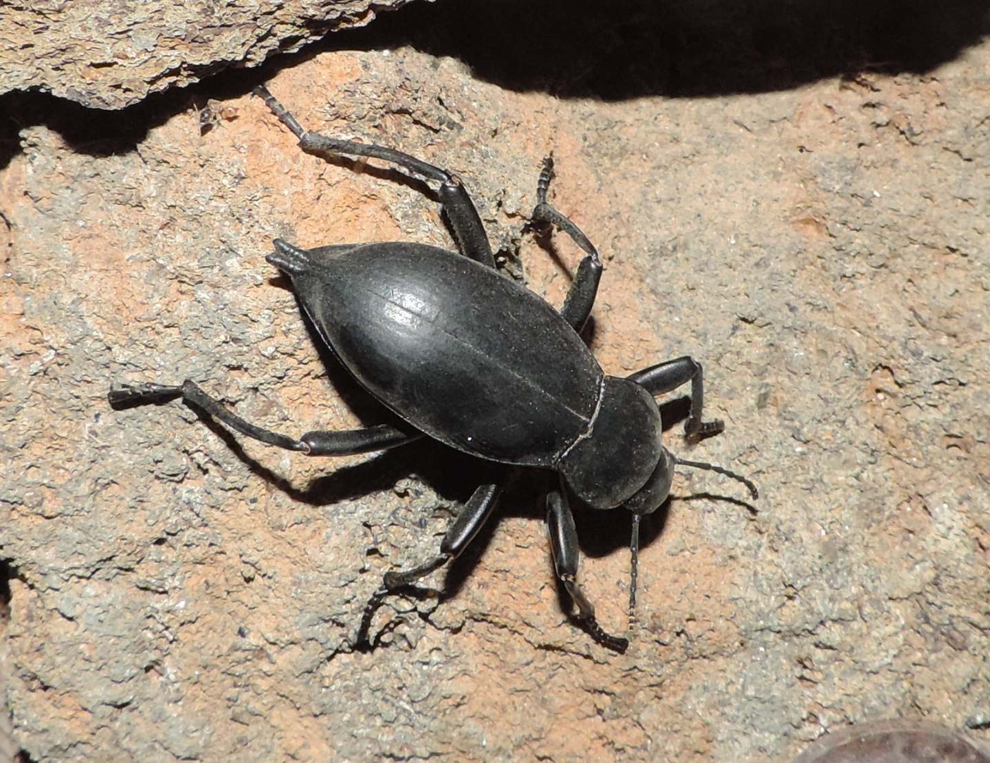 Tenebrionidae: Blaps gigas? Sì.