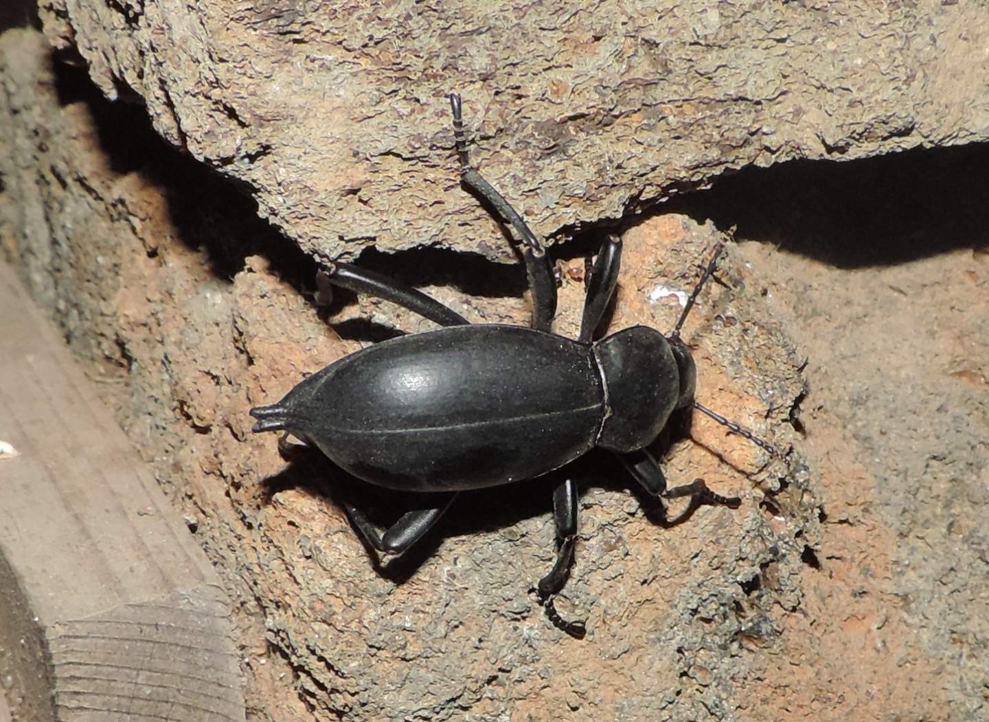 Tenebrionidae: Blaps gigas? Sì.