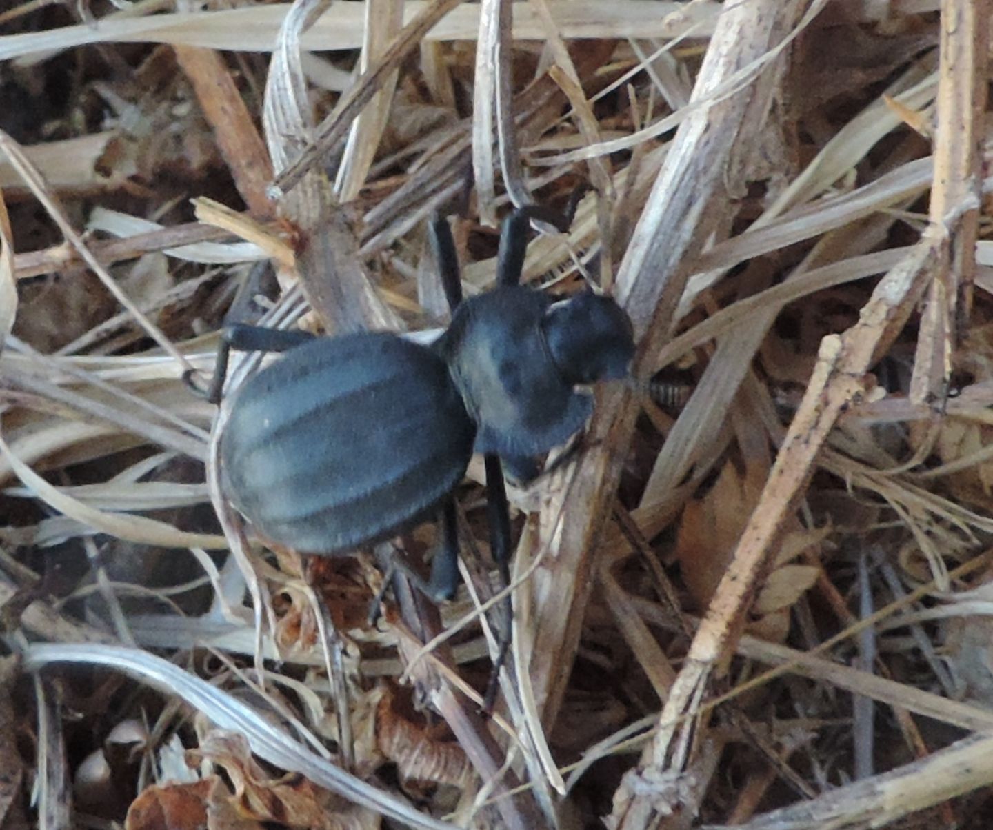 Tenebrionidae: Akis trilineata barbara? Sì.