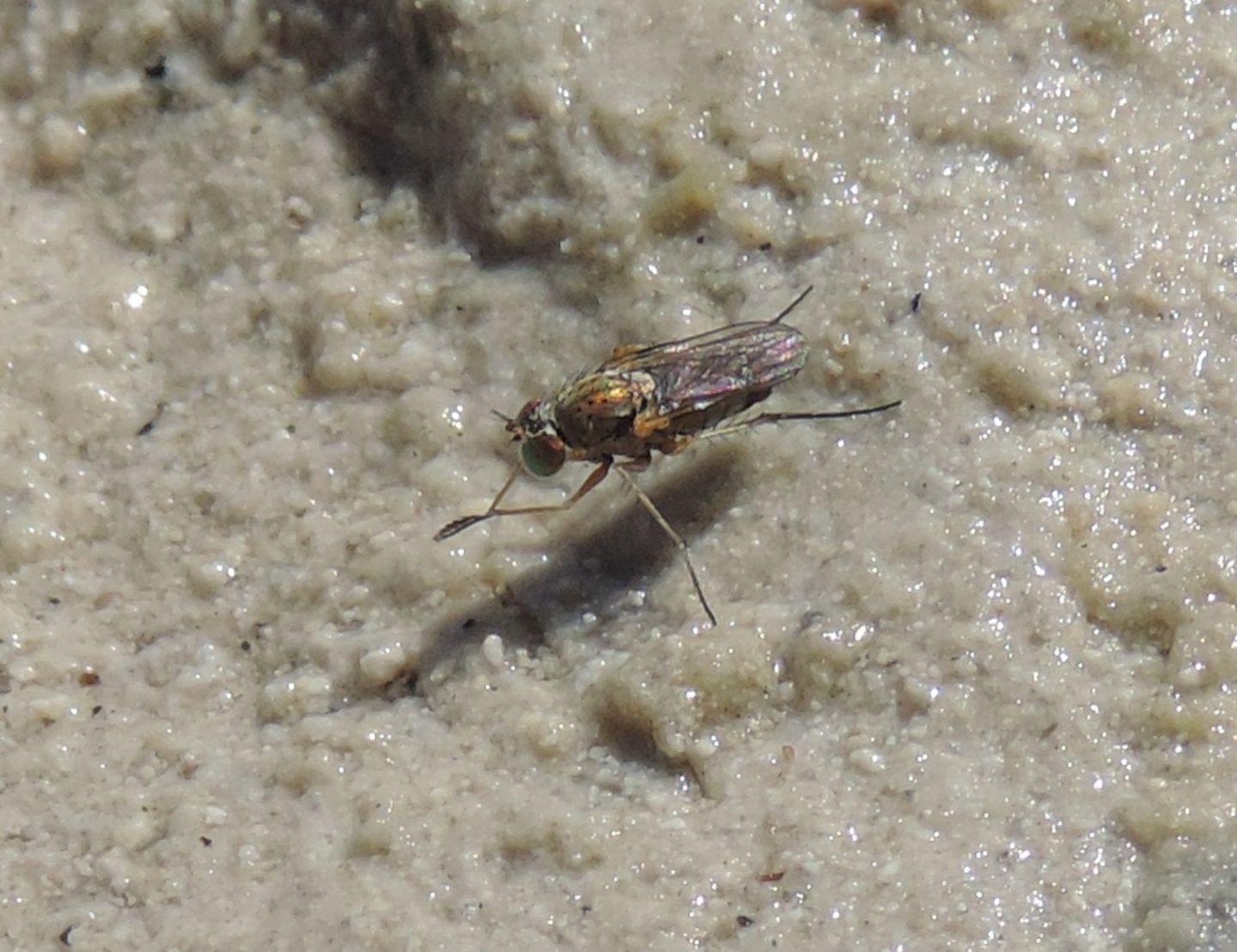 Dolichopodidae 