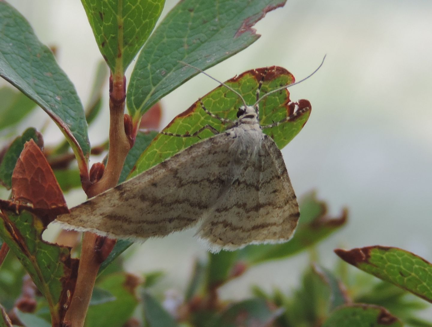 Mesotype verberata? S (Geometridae)