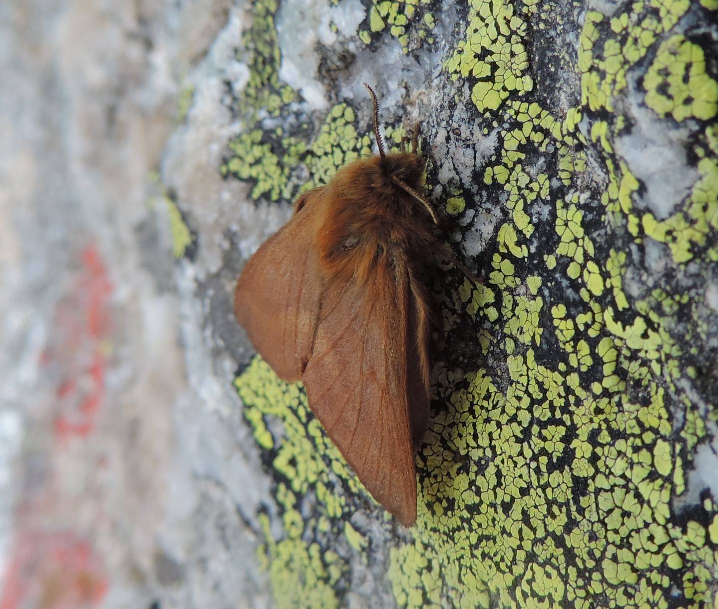 Lasiocampidae? S, Malacosoma (Malacosoma) alpicolum