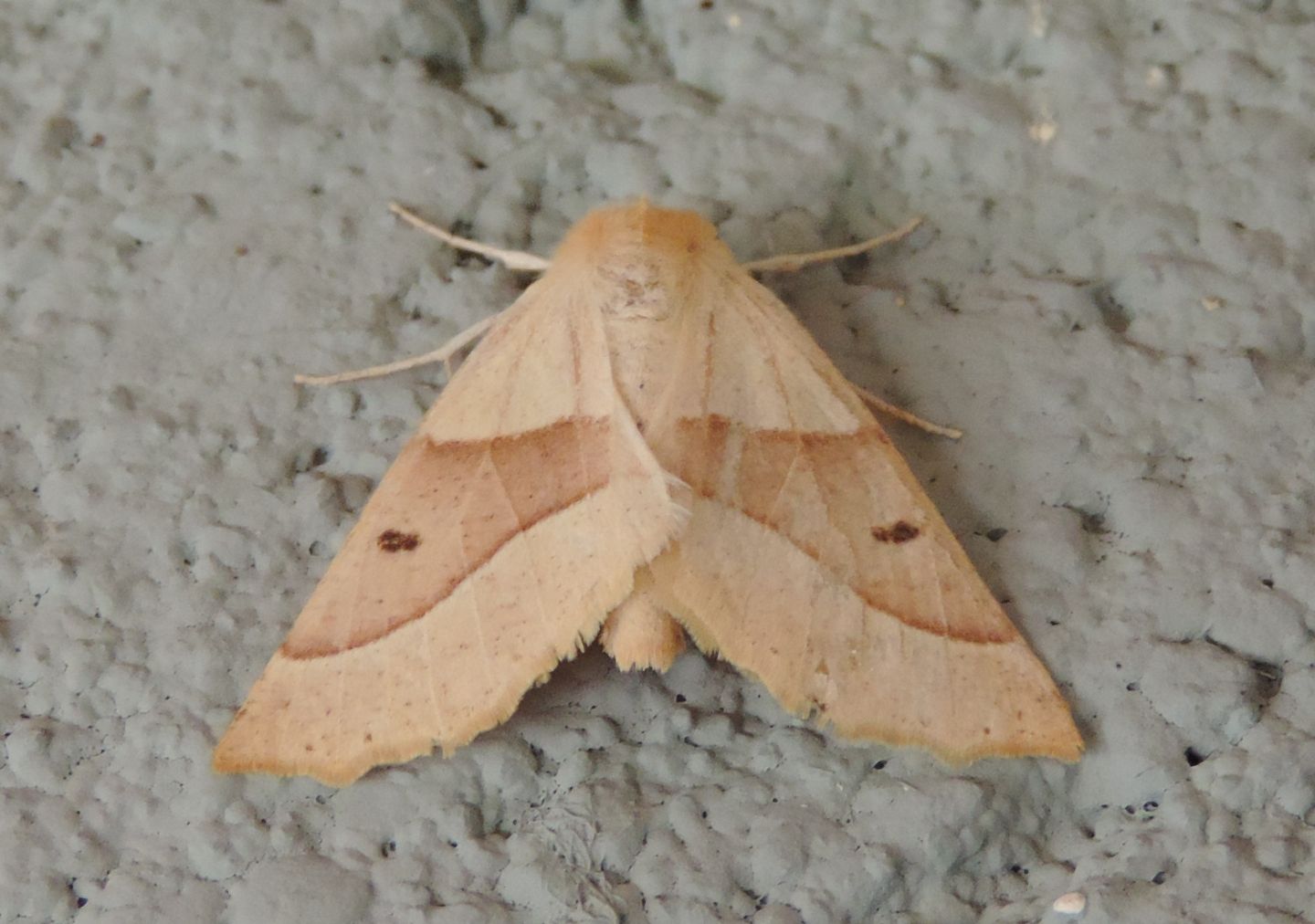 Falena da identificare: Crocallis elinguaria - Geometridae