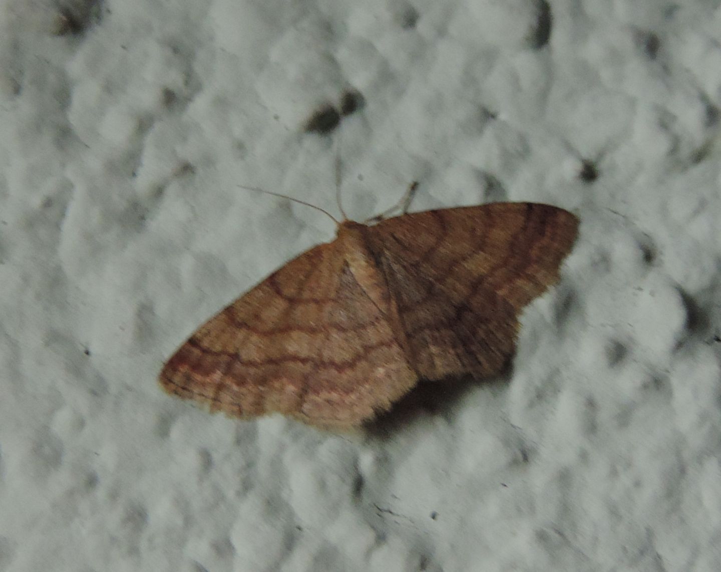 Idaea ochrata? No, Scopula (Scopula) rubiginata - Geometridae