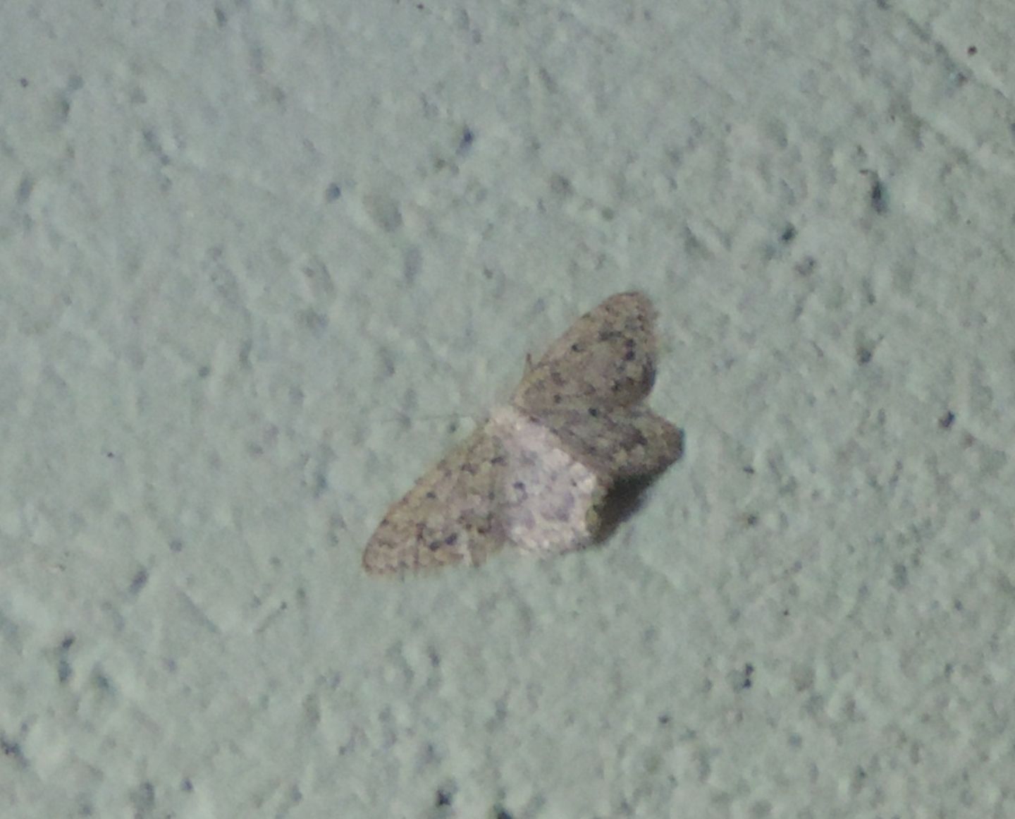 Idaea?.... Idaea typicata (cfr.)