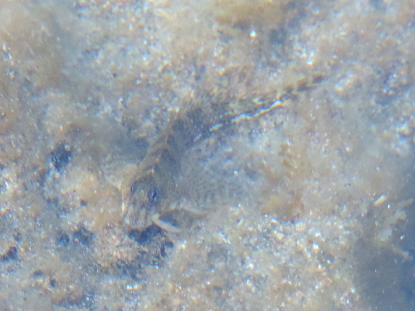 Coryphoblennius galerita