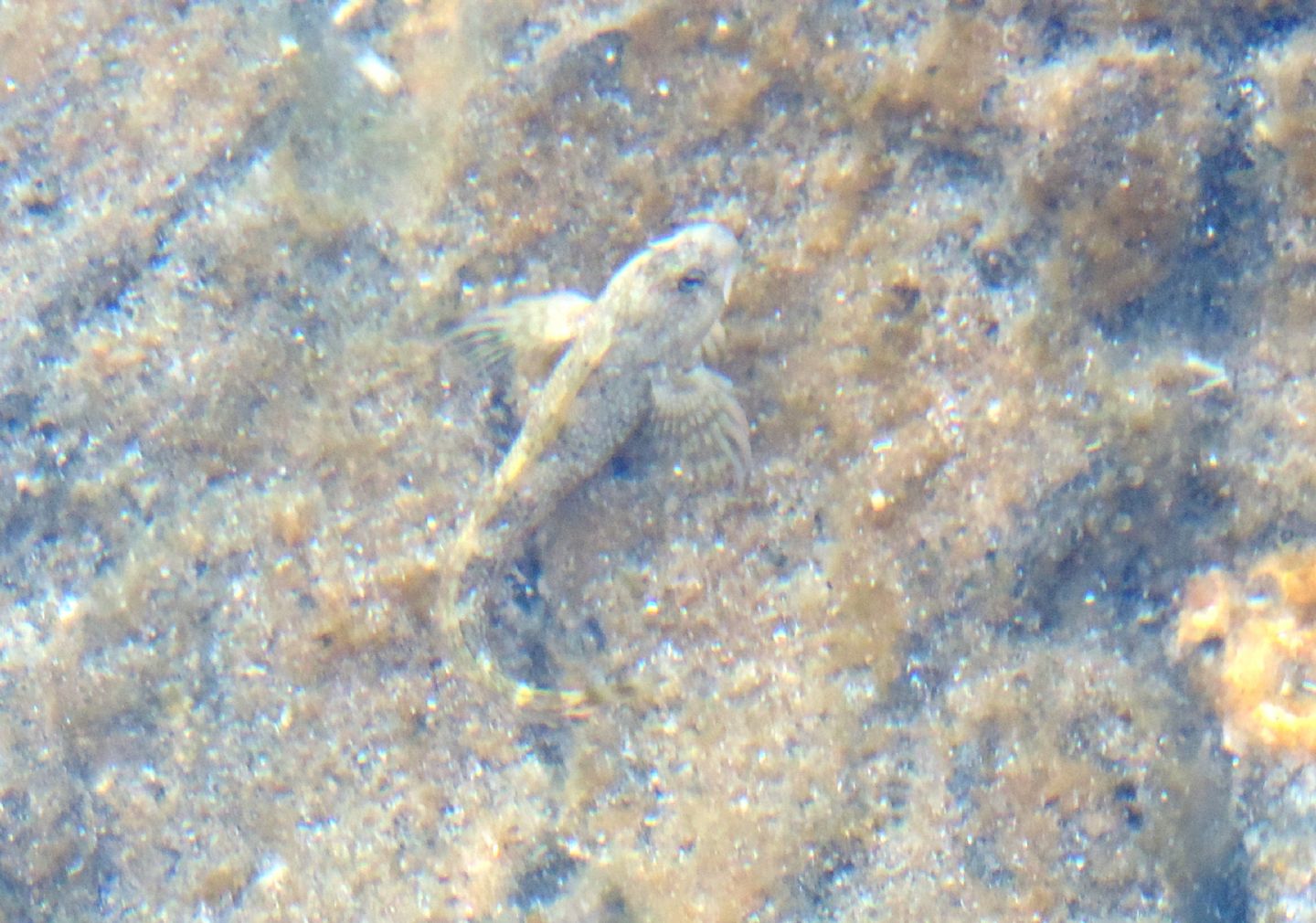 Coryphoblennius galerita
