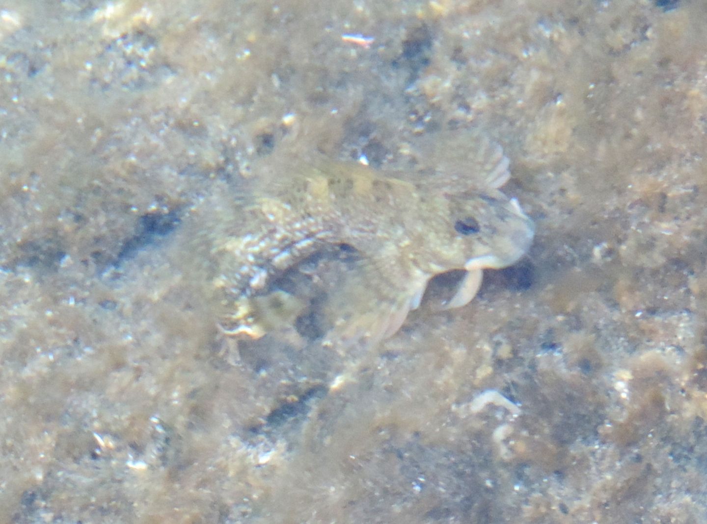 Coryphoblennius galerita