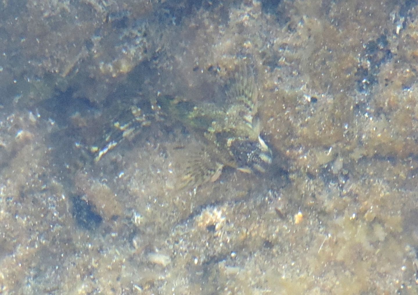 Coryphoblennius galerita