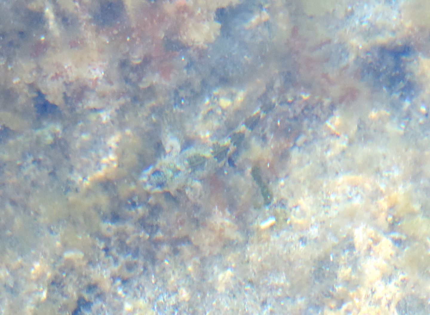 Coryphoblennius galerita
