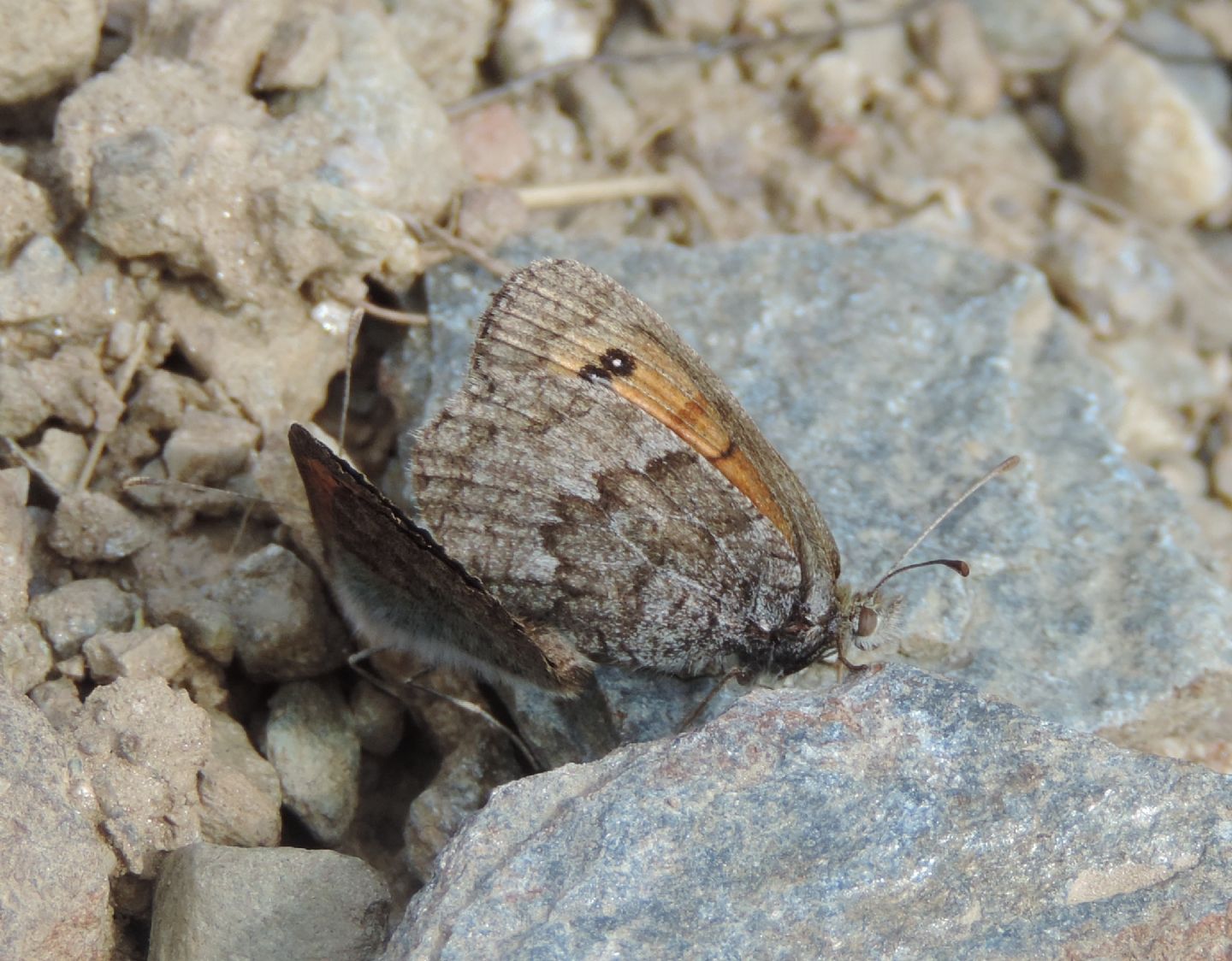 Erebia dromus ed Erebia neoridas - Nymphalidae