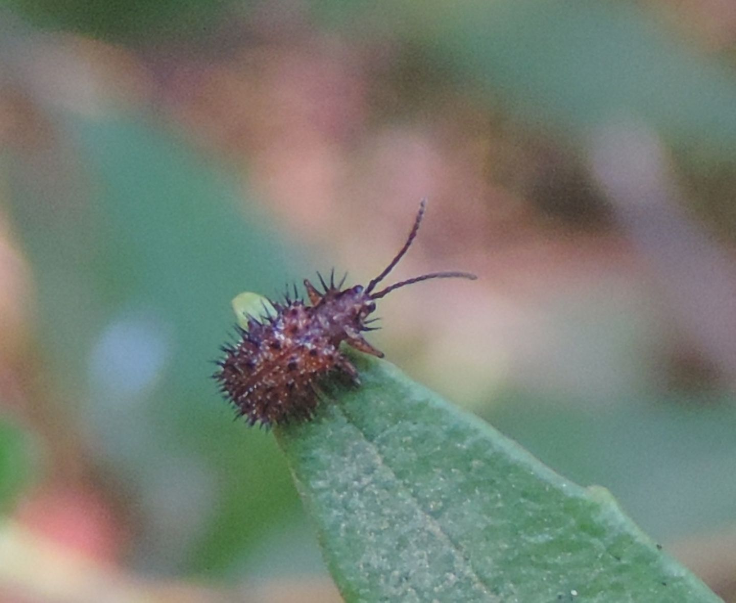 Chrysomelidae: Dicladispa testacea? S.