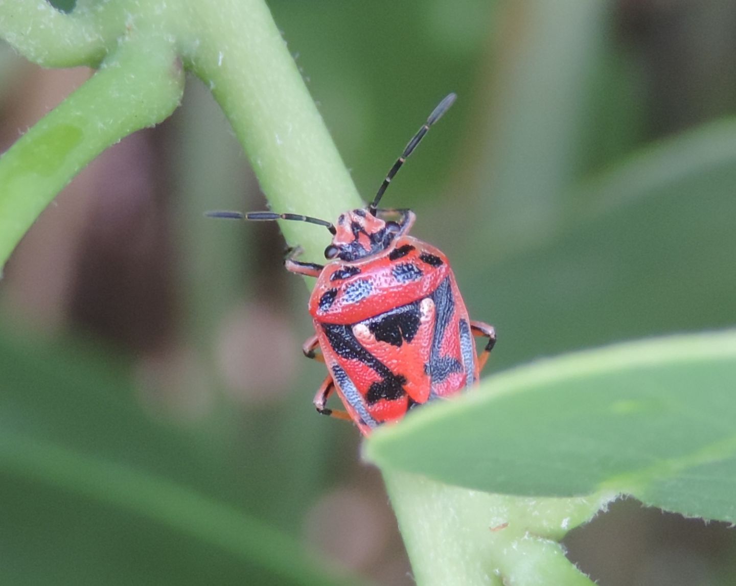 Pentatomidae: Eurydema ornata?  S !