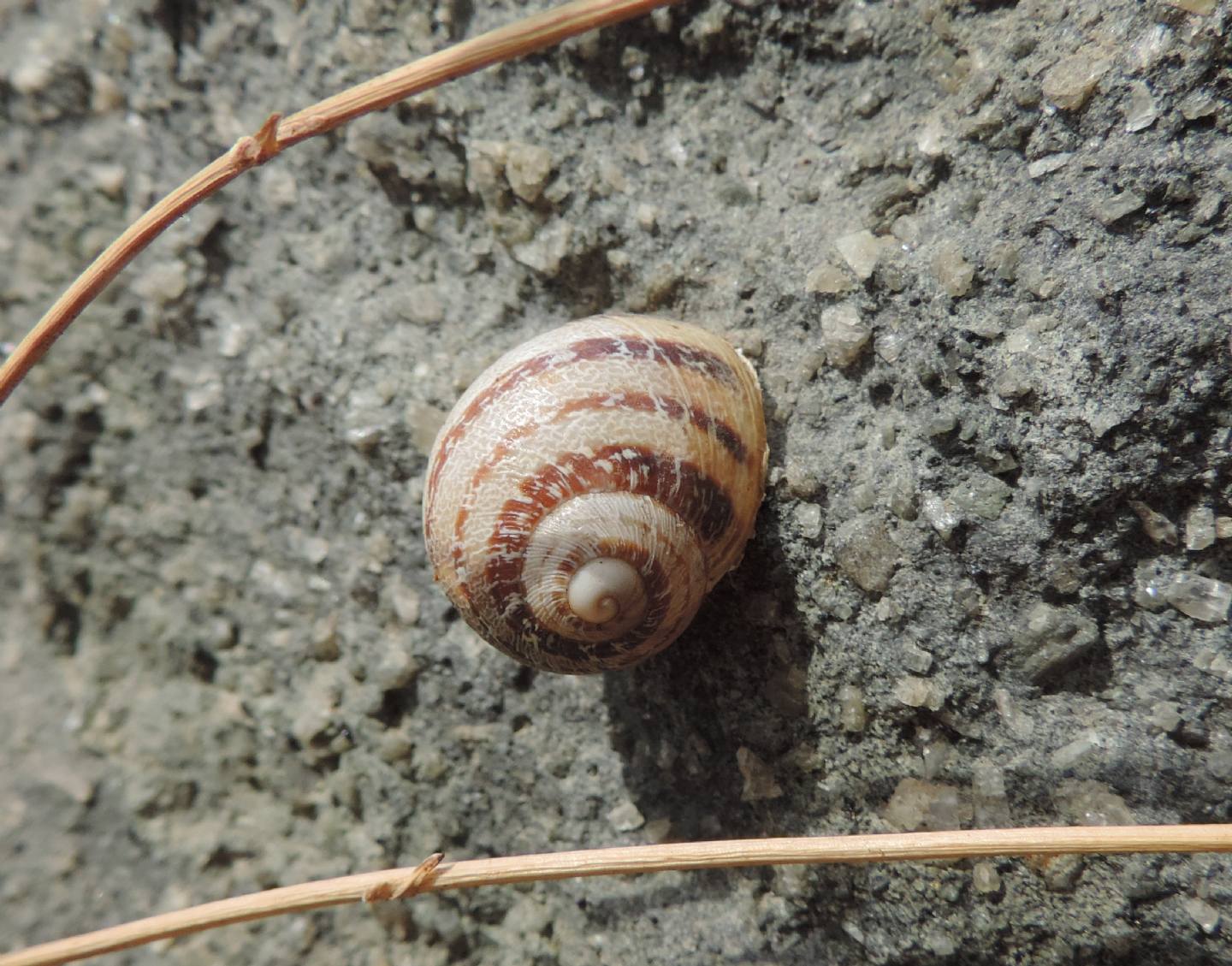 Chiocciola da Pantelleria da identificare