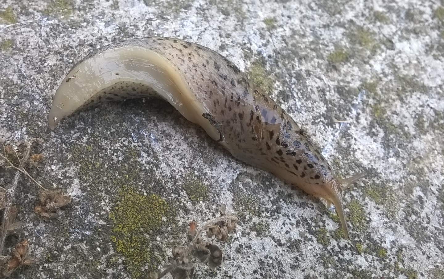 Limax maximus?
