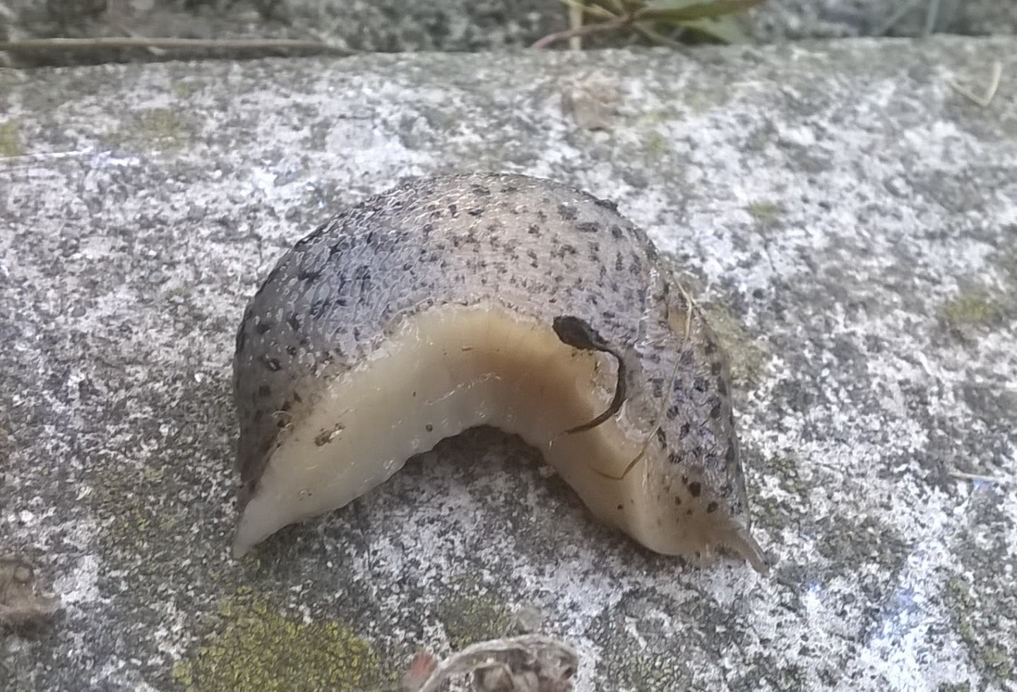 Limax maximus?