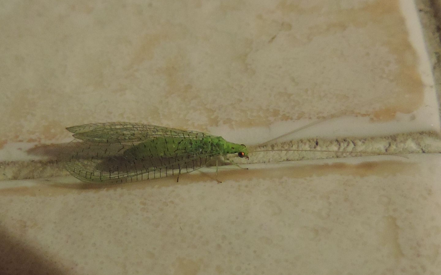 Chrysopidae: Pseudomallada gr. prasinus