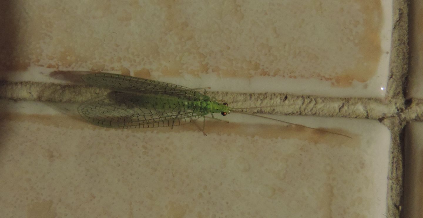 Chrysopidae: Pseudomallada gr. prasinus